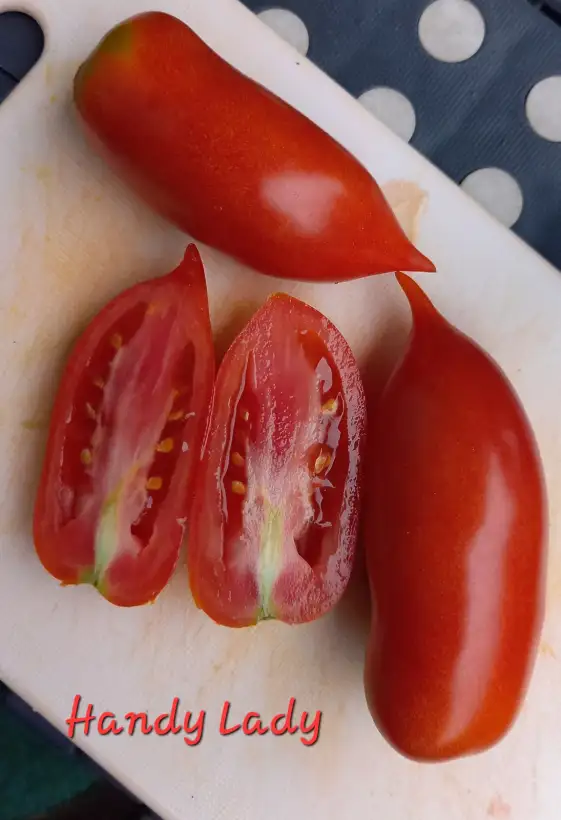 Tomaten: Handy Lady