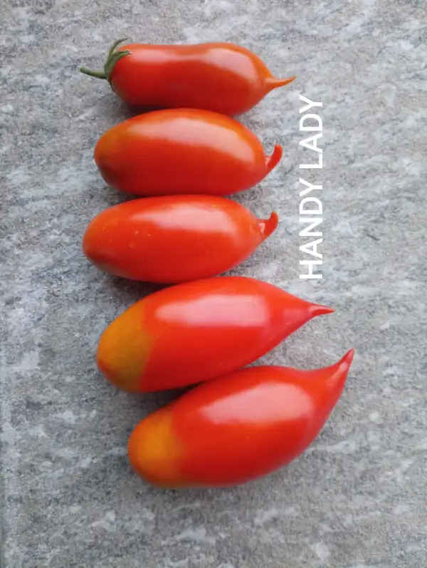 Tomaten: Handy Lady