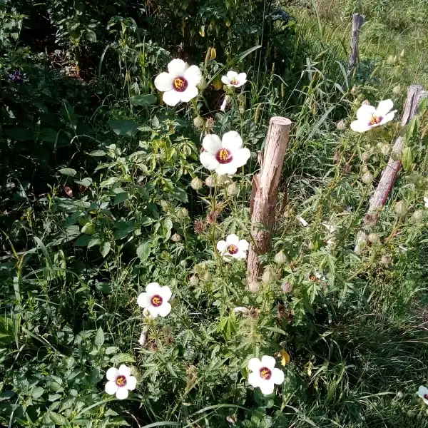 Blumen: Hanfhibiskus ist ein Busch mit unzähligen Blüten. Selbstaussäend!