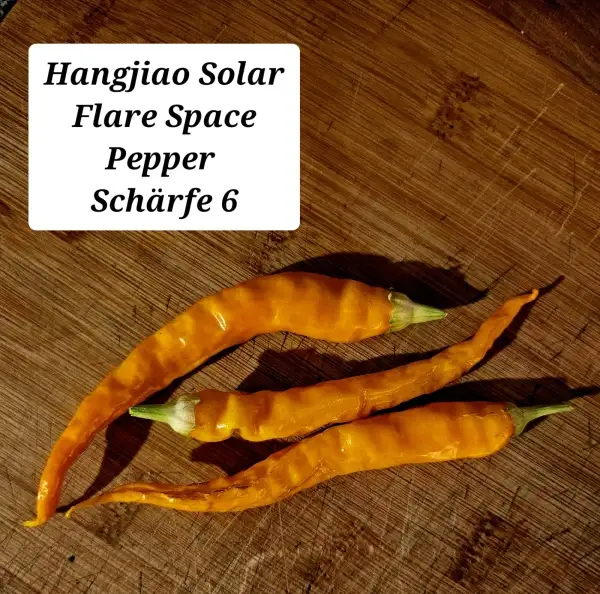 Chili / Paprika: Hangjiao Solar Flare Space Pepper