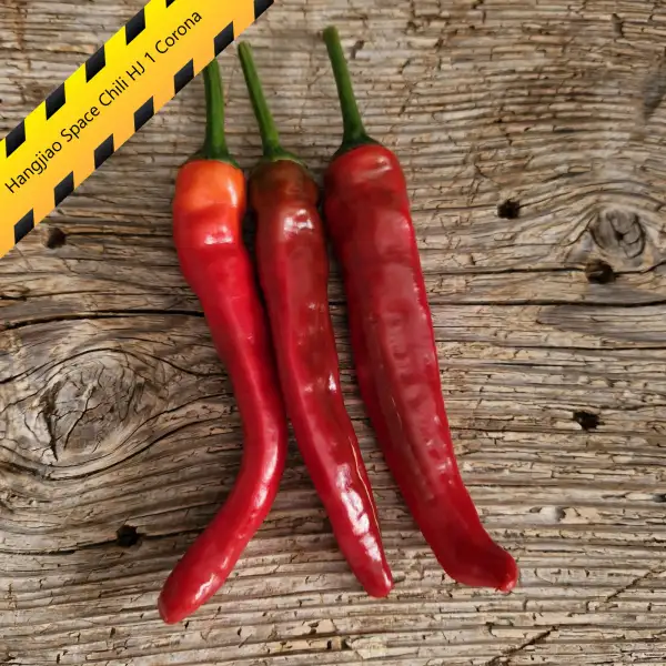 Chili: Hangjiao Space Chili HJ 1 Corona