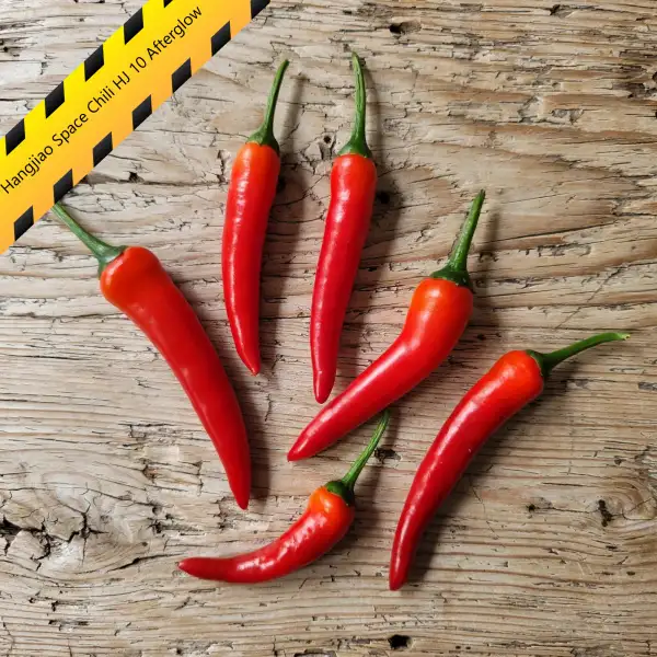 Chili: Hangjiao Space Chili HJ 10 Afterglow