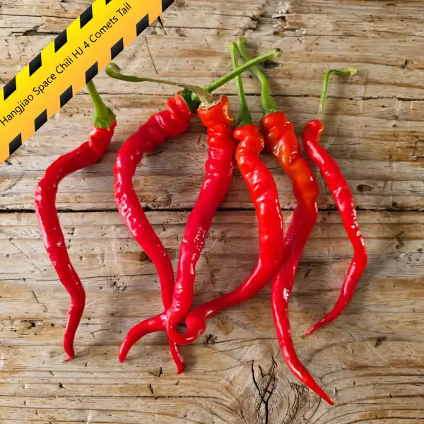 Chili: Hangjiao Space Chili HJ 4 Comets Tail