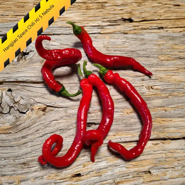 Chili: Hangjiao Space Chili HJ 5 Nebula