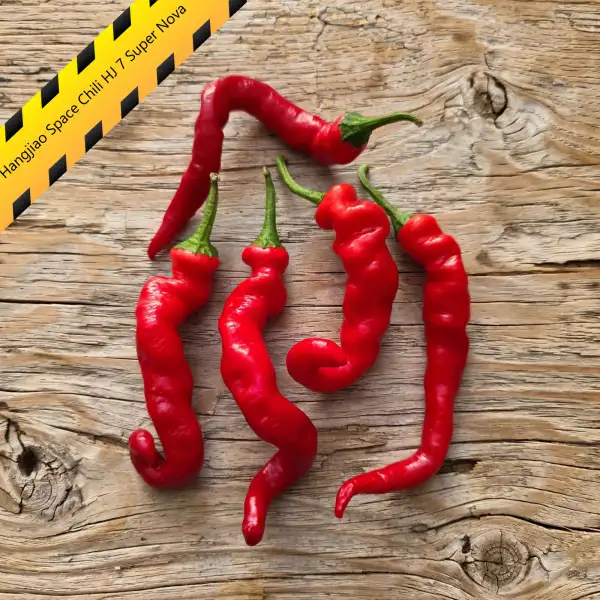 Chili: Hangjiao Space Chili HJ 7 Super Nova