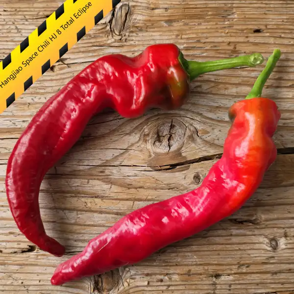 Chili: Hangjiao Space Chili HJ 8 Total Eclipse