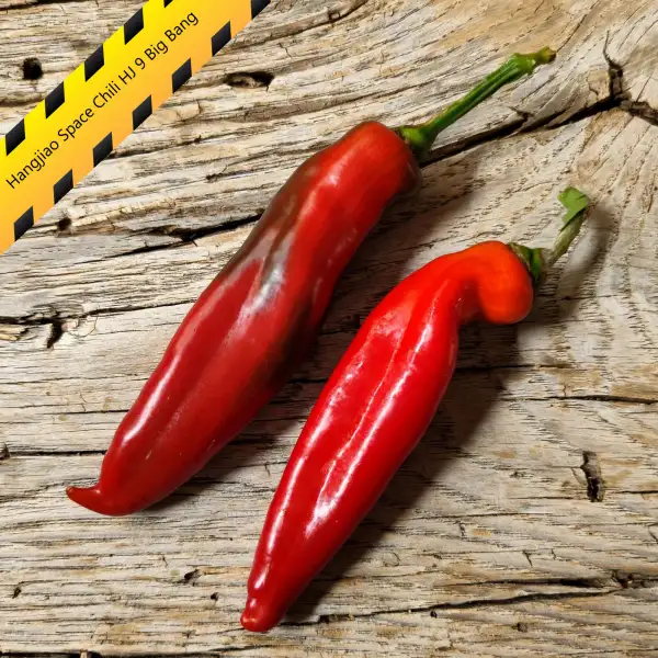 Chili: Hangjiao Space Chili HJ 9 Big Bang