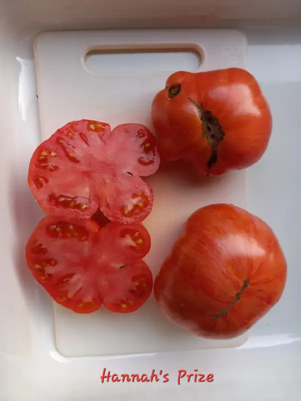 Tomaten: Hannah