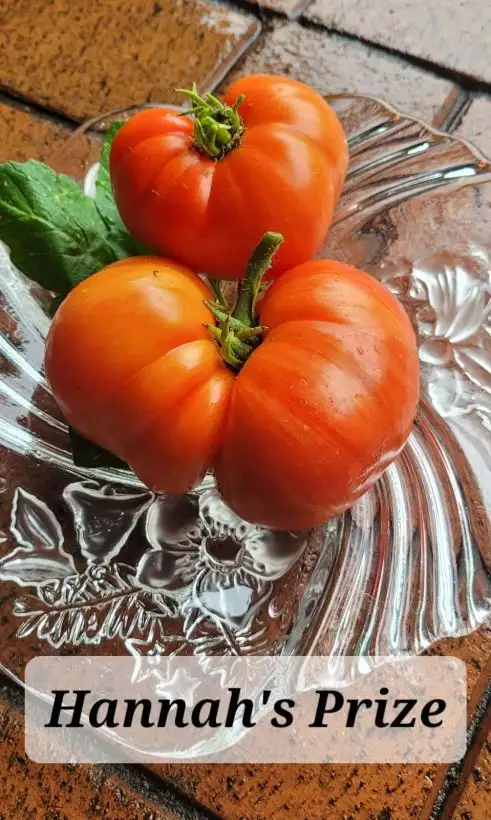 Tomaten: Hannahs Prize