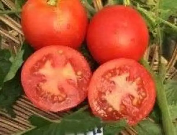 Tomaten: Harbinger