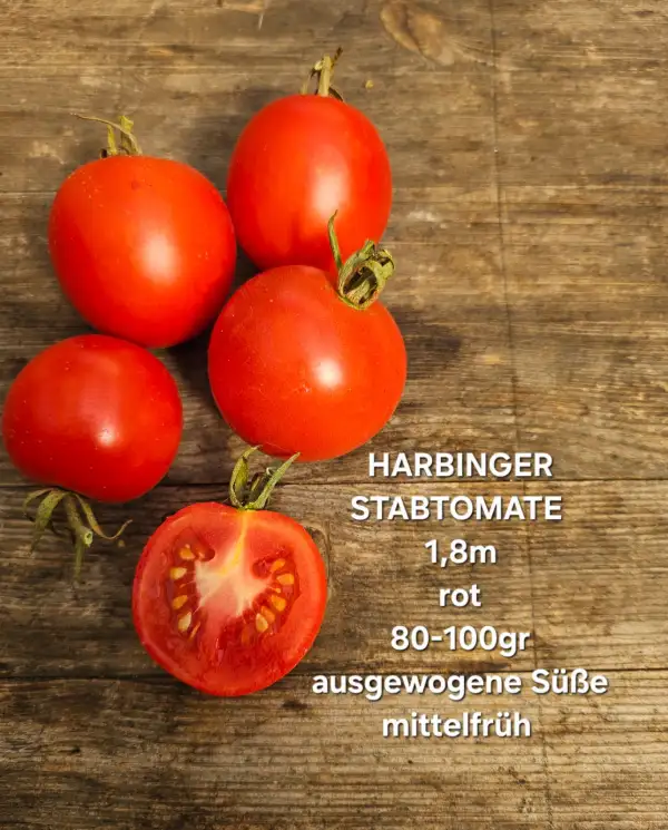 Tomaten: Harbinger