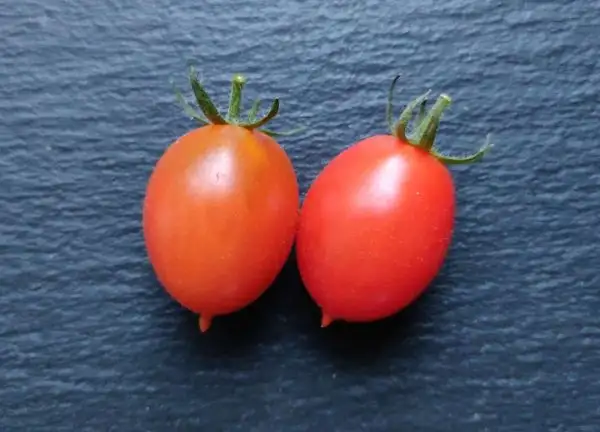 Tomaten: Hardin’s Miniature