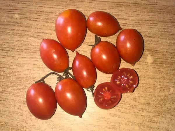 Tomaten: Hardin
