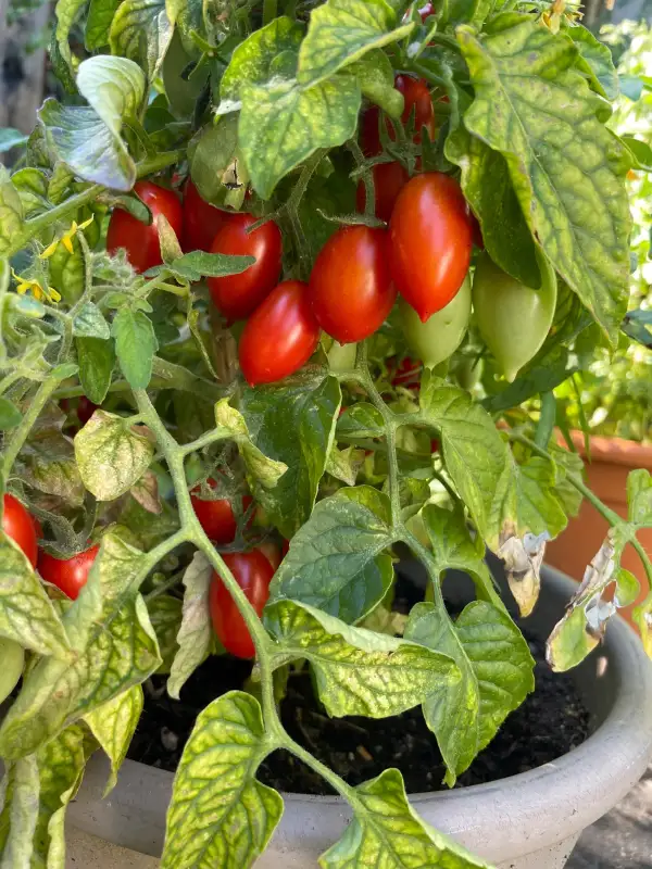 Tomaten: Hardin‘s Miniature