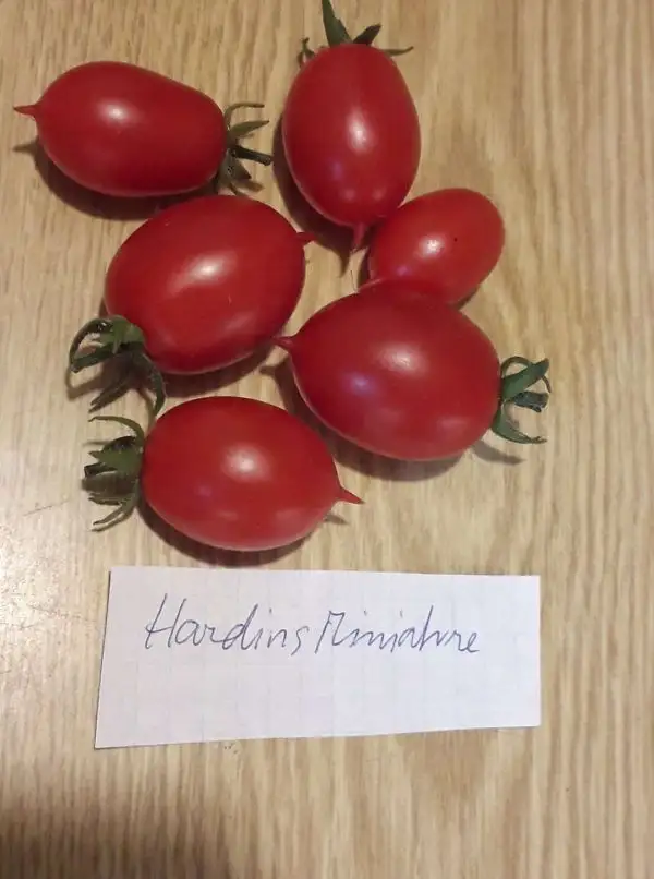 Tomaten: Hardin