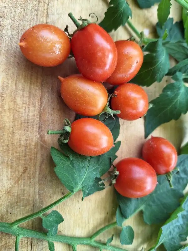 Tomaten: Hardins Minature