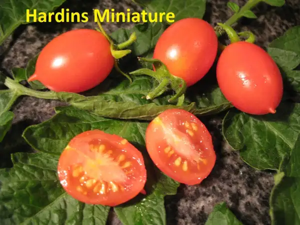 Tomaten: Hardins Miniature