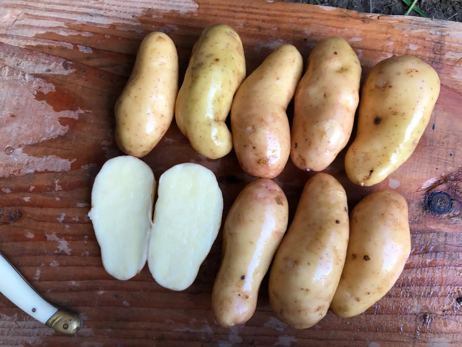 Kartoffeln: Harlequin