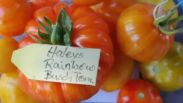 Tomaten: Harleys Rainbow