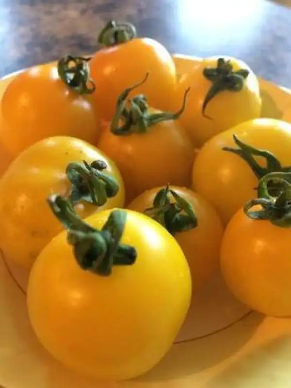 Tomaten: Hartmanns Yellow Gooseberry