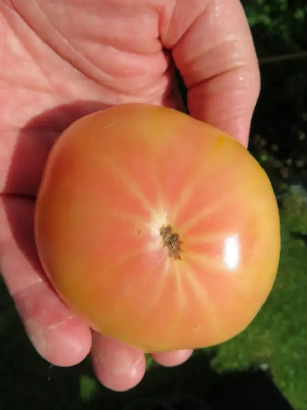 Tomaten: Hartmuts Gelbe