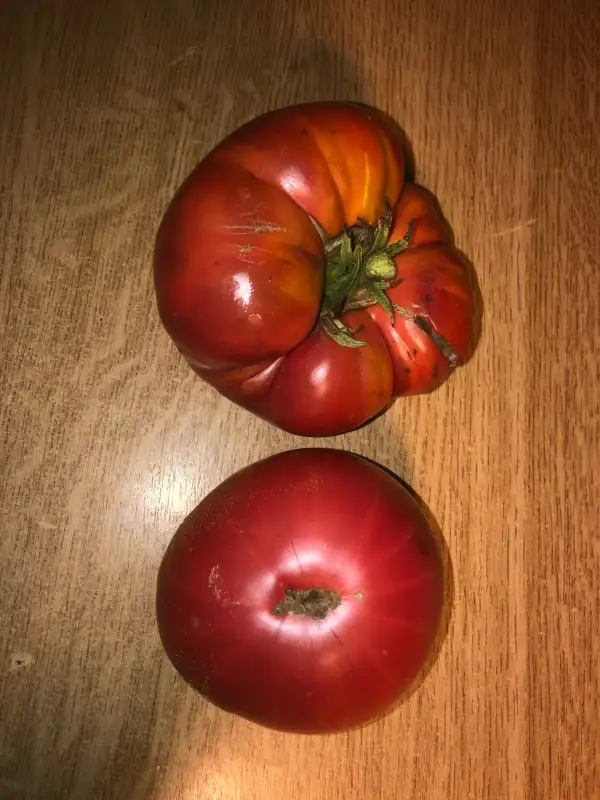 Tomaten: Hartsack Purple