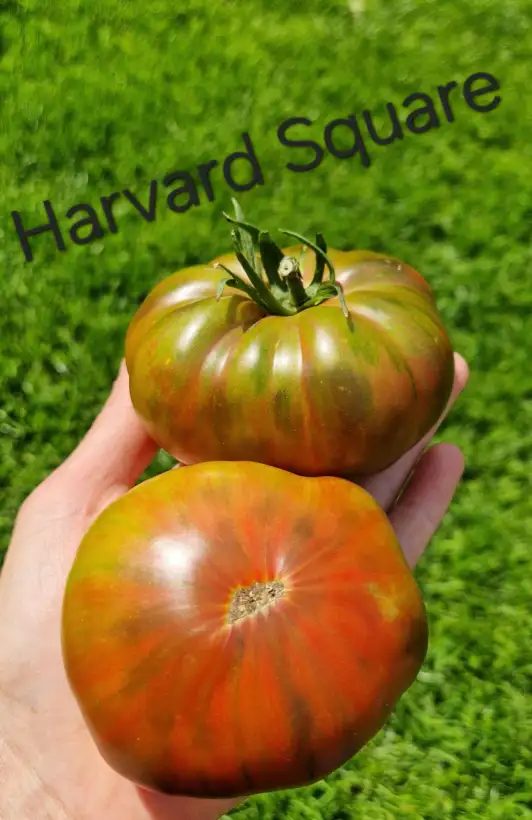 Tomaten: Harvard Square
