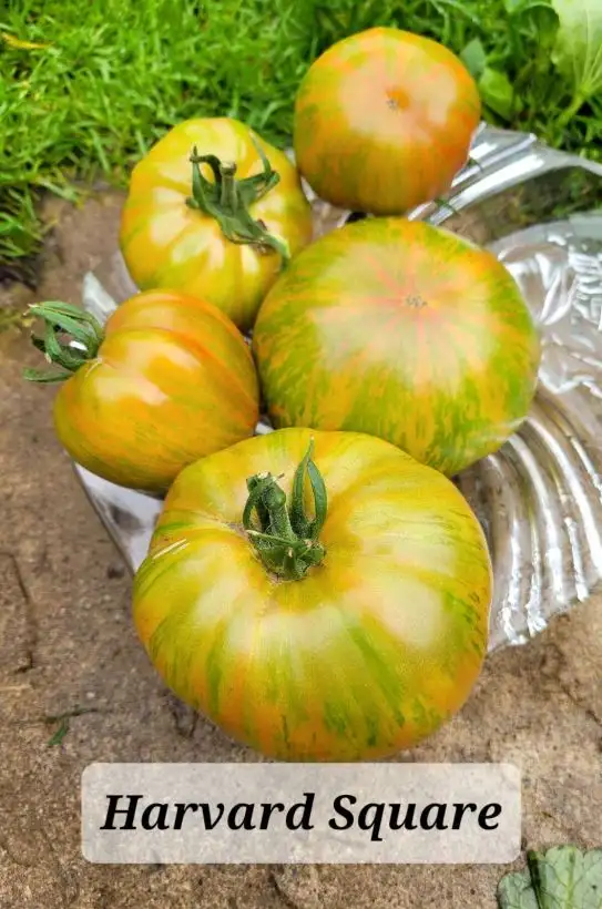 Tomaten: Harvard Square