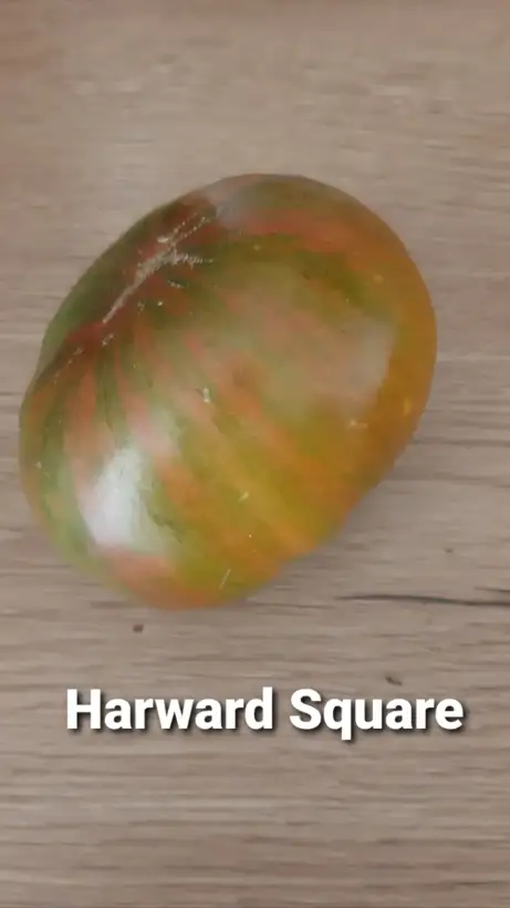 Tomaten: Harward Square