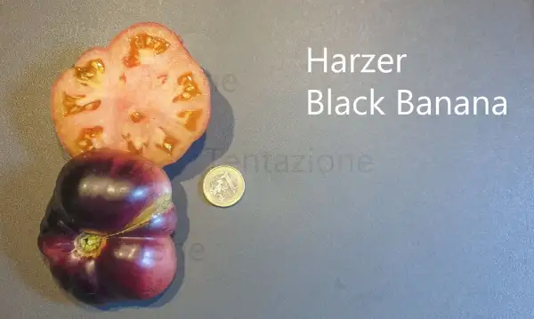 Tomaten: Harzer Black Banana