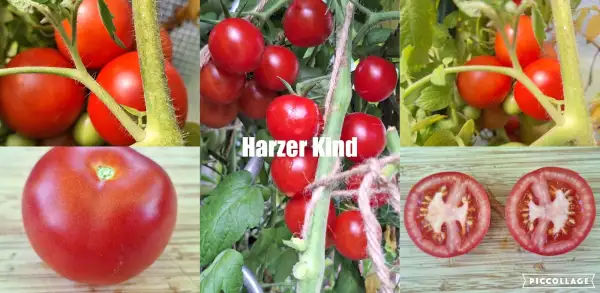Tomaten: Harzer Kind - DDR/Freiland