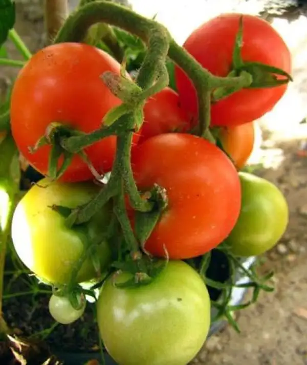 Tomaten: Harzer Kind