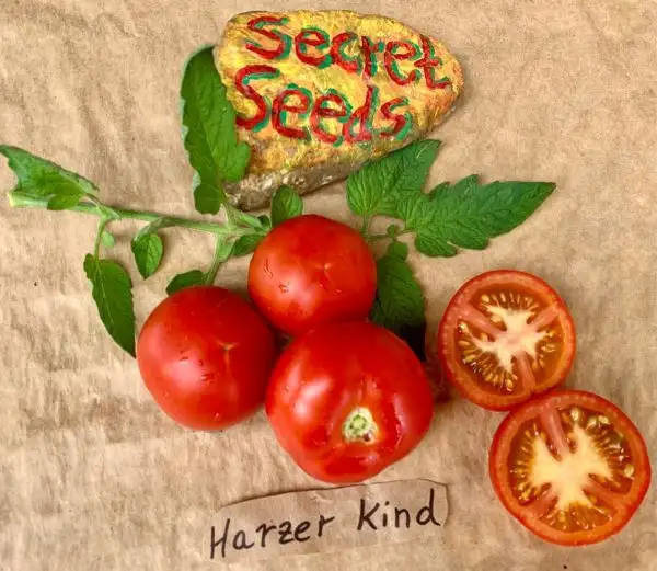 Tomaten: Harzer Kind