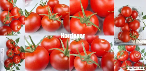 Tomaten: Harzerfeuer