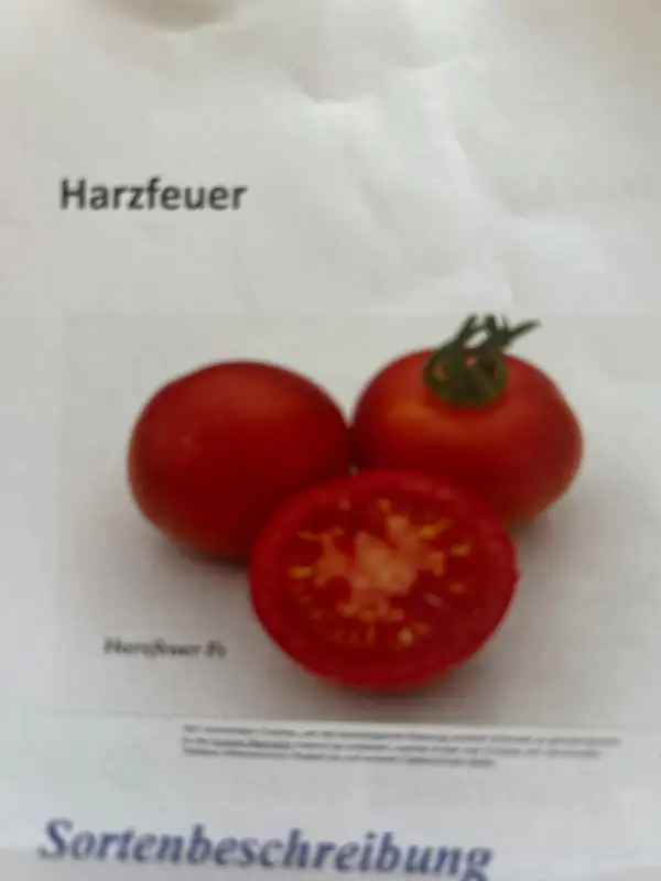Tomaten: Harzfeuer