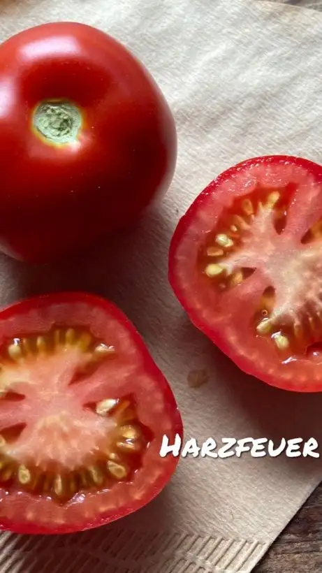 Tomaten: Harzfeuer