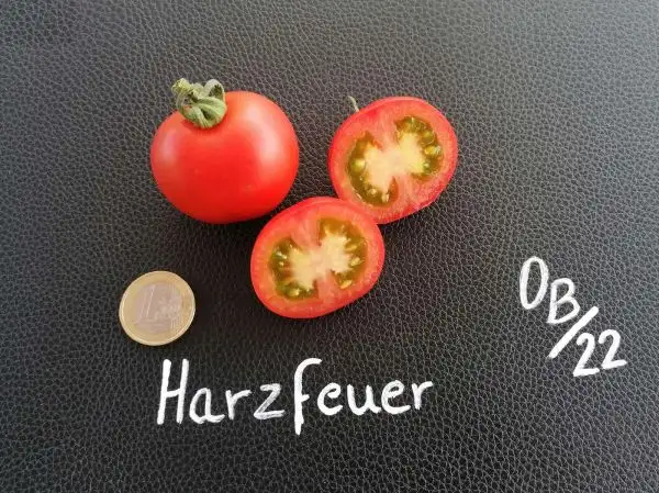 Tomaten: Harzfeuer