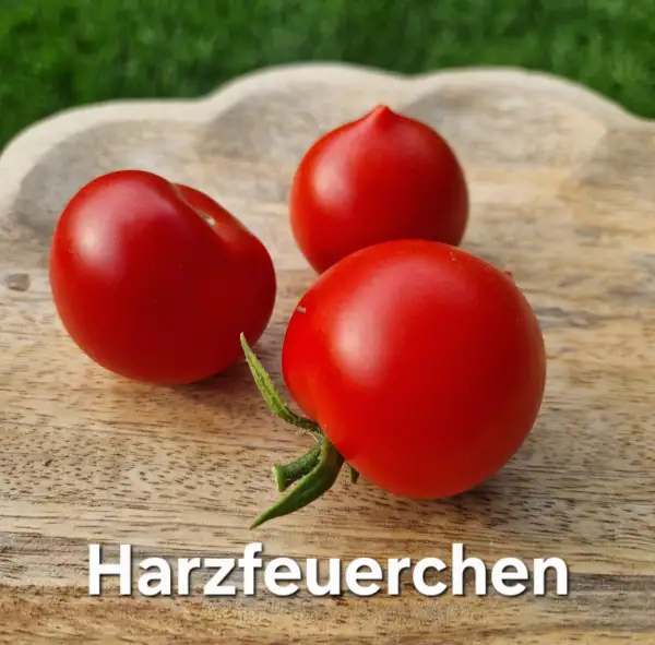 Tomaten: Harzfeuerchen