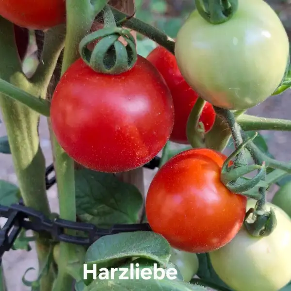 Tomaten: Harzliebe