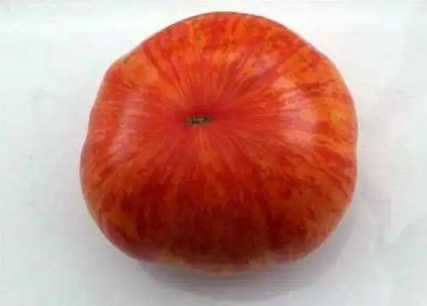 Tomaten: Haselhuhn