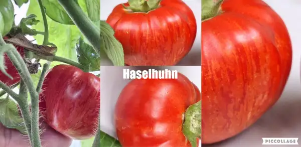 Tomaten: Haselhuhn