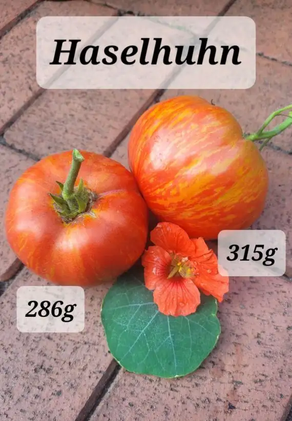 Tomaten: Haselhuhn