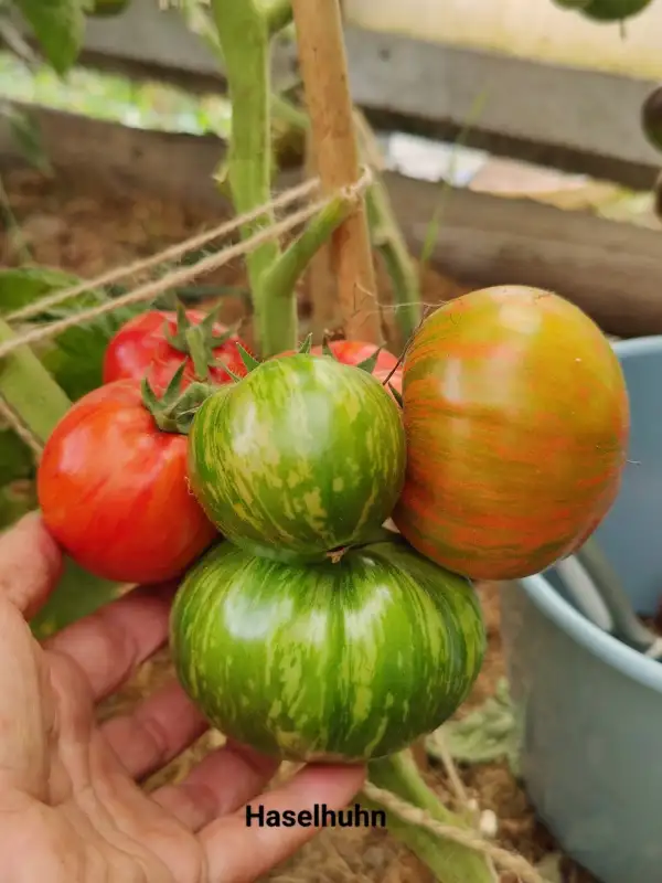 Tomaten: Haselhuhn Dwarf