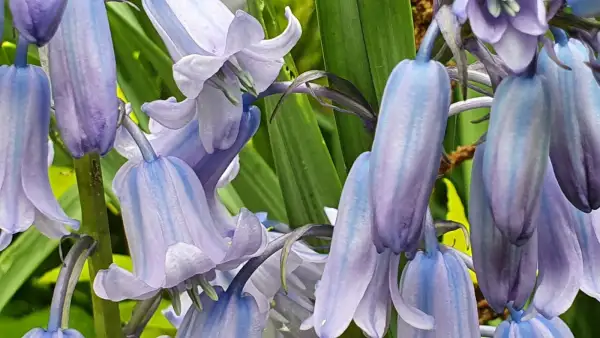 Blumen: Hasenglöckchen - Mix,Weiss/Rosa/Blau