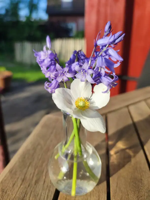 Blumen: Hasenglöckchen lila