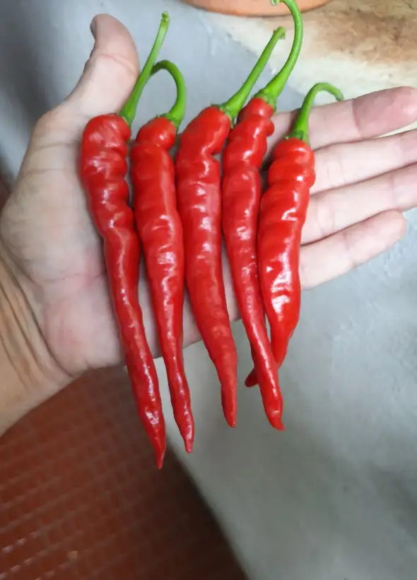 Chili / Paprika: Hathei Chillies