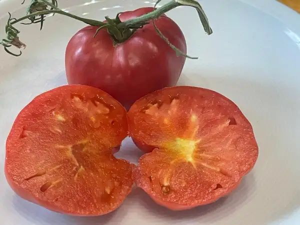 Tomaten: Haubners Vollendung - Stabtomate