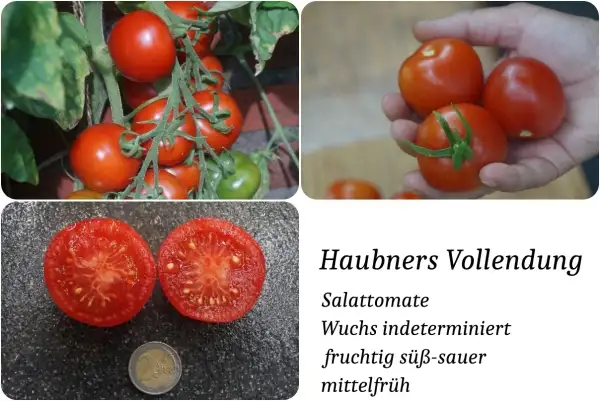 Tomaten: Haubners Vollendung