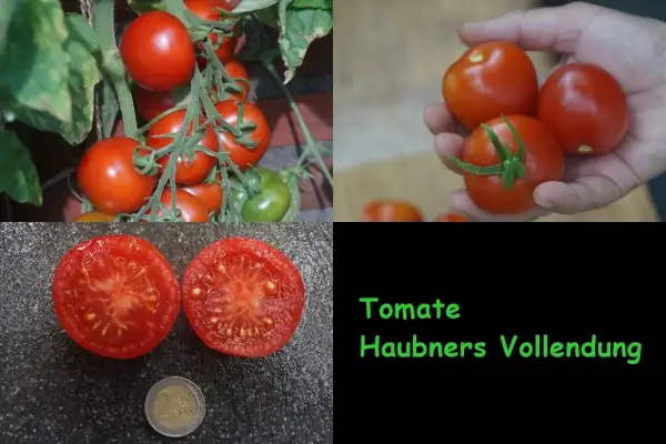 Tomaten: Haubners Vollendung