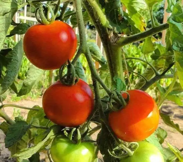 Tomaten: Haubners Vollendung